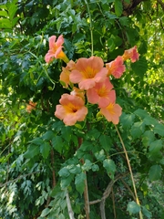 Campsis grandiflora