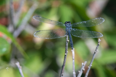 Erythrodiplax berenice