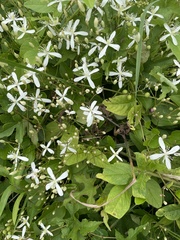 Clematis flammula