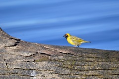 Ploceus velatus