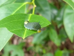 Graphium agamemnon
