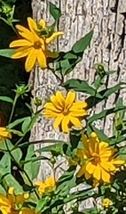 Helianthus divaricatus
