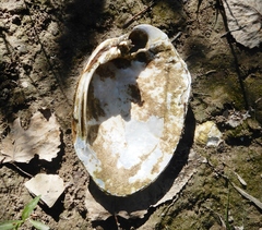 Ortmanniana ligamentina