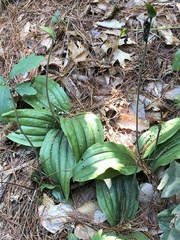 Cypripedium acaule