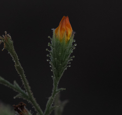 Benitoa occidentalis