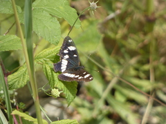 Limenitis reducta