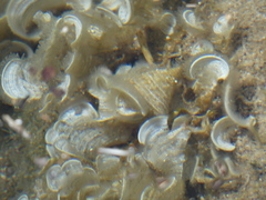 Padina pavonica