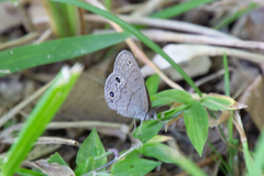 Hermeuptychia sosybius