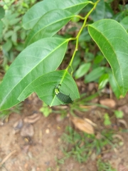 Graphium agamemnon