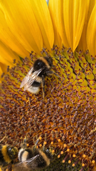 Bombus
