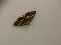 Pyrausta aurata
