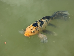 Cyprinus rubrofuscus