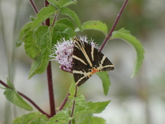 Euplagia quadripunctaria