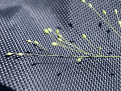 Panicum philadelphicum