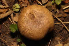 Scleroderma verrucosum