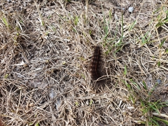 Spilosoma lubricipeda