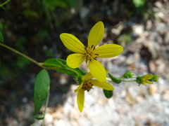 Helianthus microcephalus