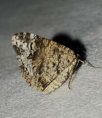Macaria graphidaria