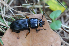 Odontotaenius disjunctus