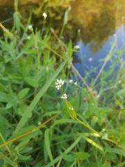 Persicaria sagittata