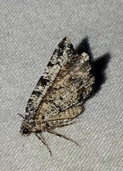 Macaria graphidaria