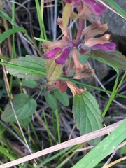 Dracocephalum nutans