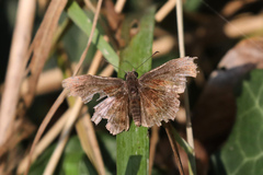 Staphylus hayhurstii