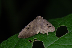 Panopoda
