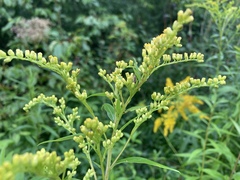 Solidago juncea