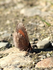 Erebia discoidalis
