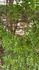 Styphnolobium affine