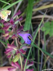 Dracocephalum nutans