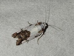 Tarache tetragona