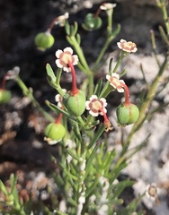Euphorbia polyphylla