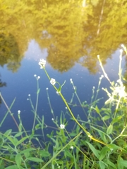Persicaria sagittata