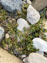 Portulaca oleracea