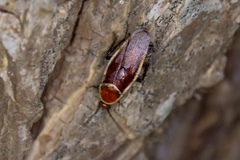 Pseudomops septentrionalis