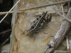 Calliptamus italicus