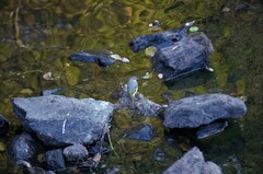 Motacilla cinerea