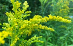 Solidago juncea