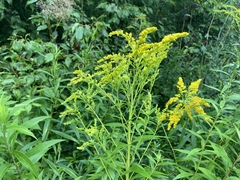 Solidago juncea