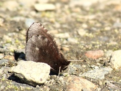 Erebia discoidalis