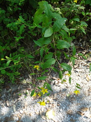 Helianthus microcephalus