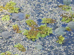 Salvinia natans