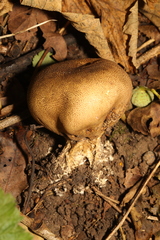 Scleroderma verrucosum