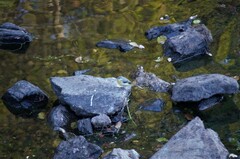 Motacilla cinerea