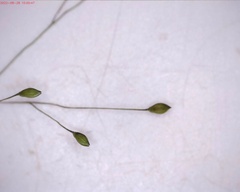 Panicum philadelphicum