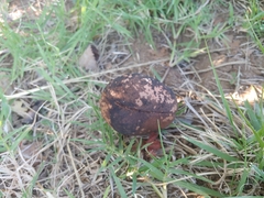 Andricus quercuscalifornicus