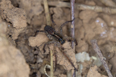 Tigrosa georgicola