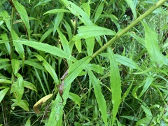 Solidago juncea